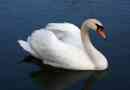 Swan shipun